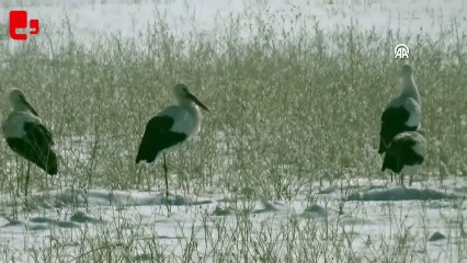 Yüksekova'da göç etmeyen leylekler karlı arazide görüntülendi