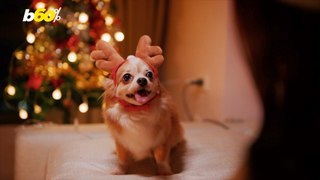 Your Pets Actually Enjoy The Holidays Just as Much as You Do!