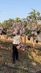 ,,,,Plz tell me the name of this fruit,,,,,