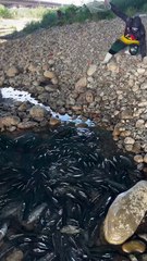 ,,,Much fishes in the dirty,,,