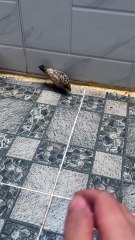 Quails live in modern house in city