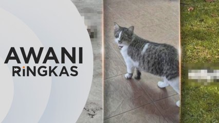 AWANI Ringkas: Kematian kucing di UM, akibat serangan anjing liar