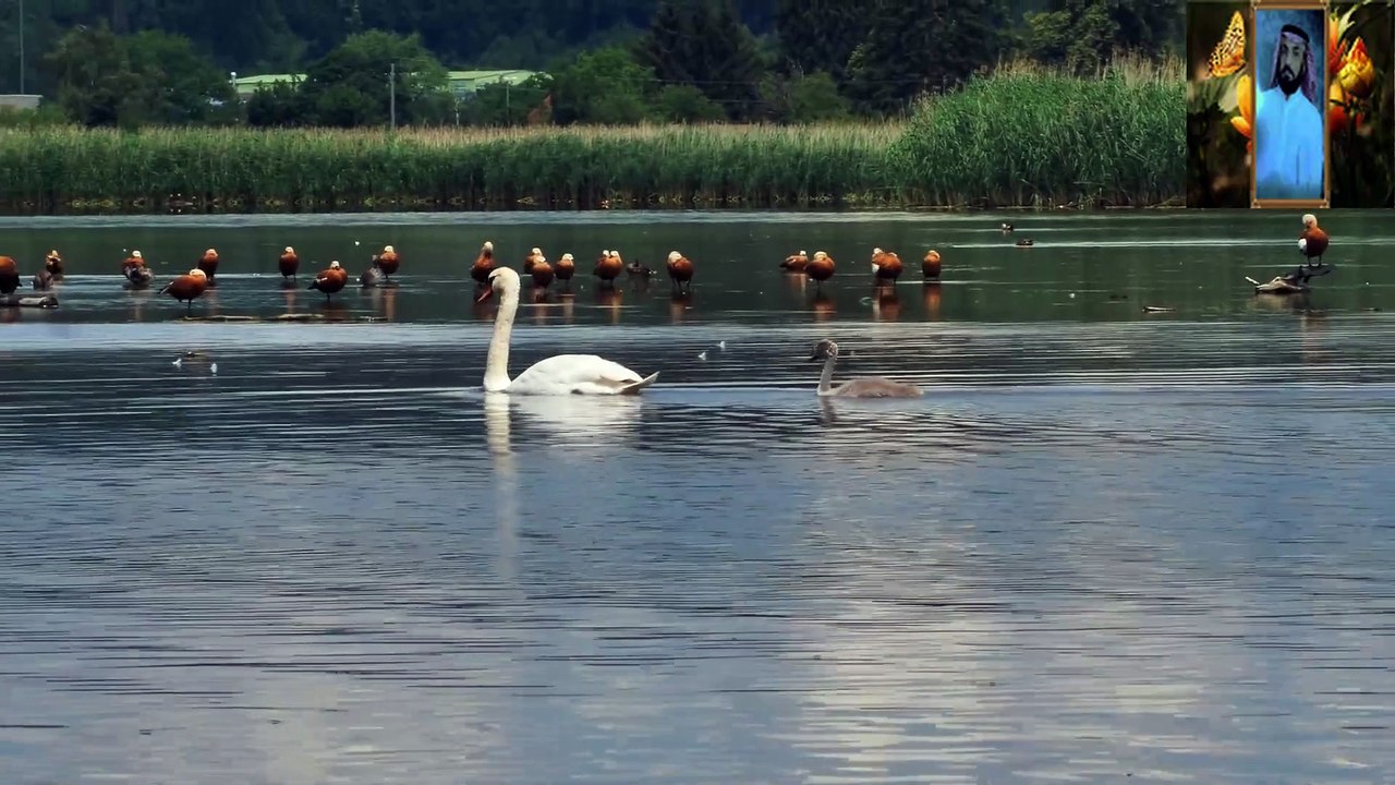 تلاوات خاشعه من القران الكريم قناة علي الفرهود القران الكريم