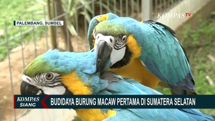 Cuan Budidaya Burung Macaw Pertama di Sumsel, Harga per Ekor Capai Rp40 Juta