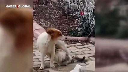 Annesiz kalan yavru kediye depremzede köpek sahip çıktı: "Çiko"nun vicdanı yürekleri ısıttı