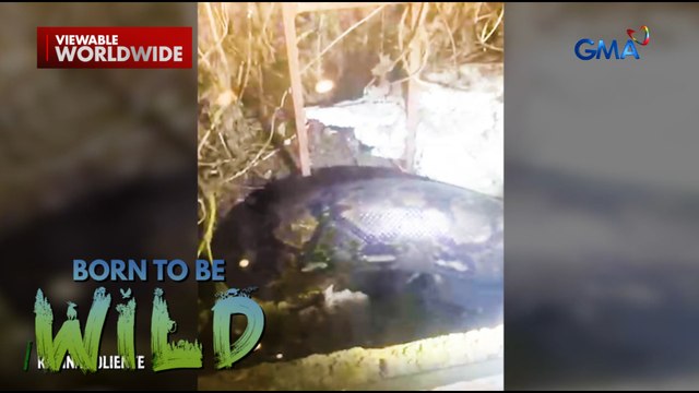 Dambuhalang sawa, nakita sa bintana sa isang bahay sa Cainta, Rizal! | Born to be Wild