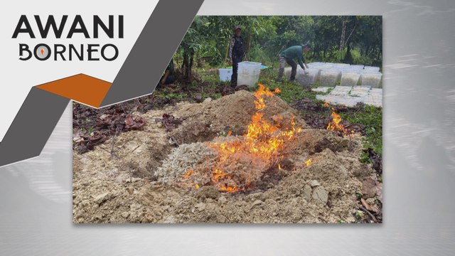 SFC lupus sarang burung walet bernilai sekitar RM400,000