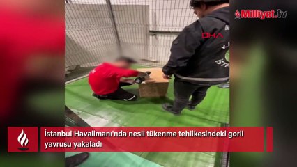 İstanbul Havalimanı'nda operasyon! Goril yavrusu yakalandı
