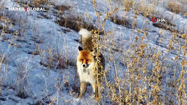 Güzelliğiyle görenleri büyülüyor: Ağrı'da kızıl tilki görüntülendi