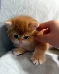 🎉 Prepare for Aww-some Adventures! 🐱 In this paw-sitively adorable video,