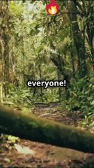 Top 3 Most Dangerous Forests in the World!