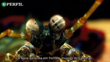 "Google lança novo recurso para Android, série cancelada cativa público e camarão agressivo ameaça ecossistemas!"