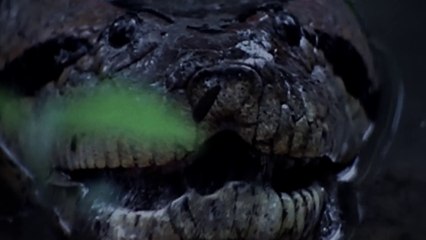 YAĞMUR ORMANLARININ SAHİBİ DEVASA ANAKONDALAR!  TÜRKÇE DUBLAJ  4K HAYVAN BELGESELİ