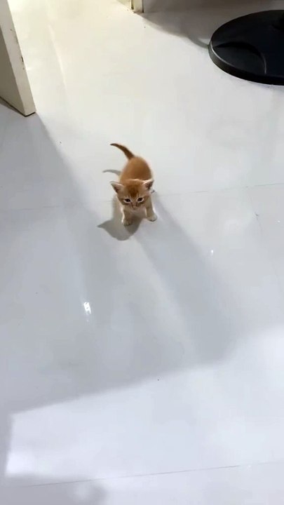 Come here you little mustard