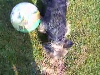 louping joue au balon