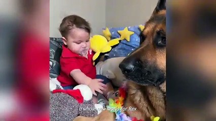 Giant German Shepherd Becomes a Loyal Nanny to His Little Brother