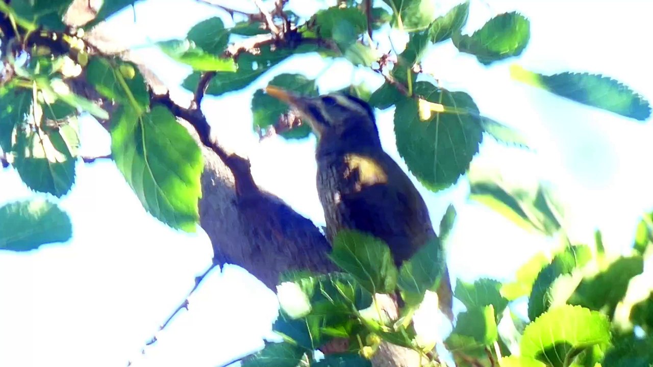 scaly bellied woodpecker