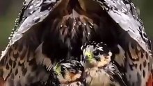 رحمة الأم بصغارها🥹🥹🥹