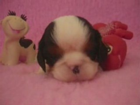 Darling, chiot cavalier king charles