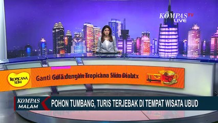 Pohon Tumbang, Turis Terjebak di Tempat Wisata Ubud Bali