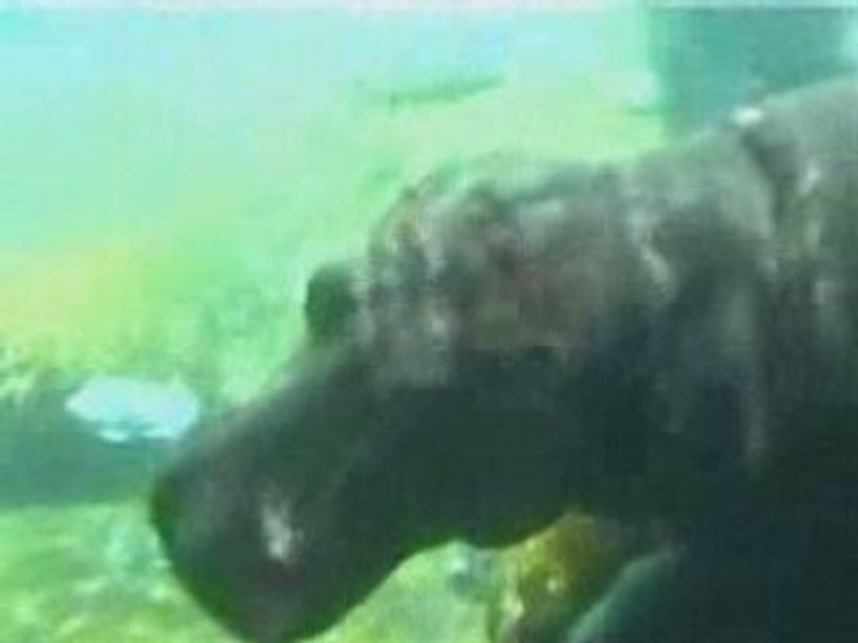 Hippo