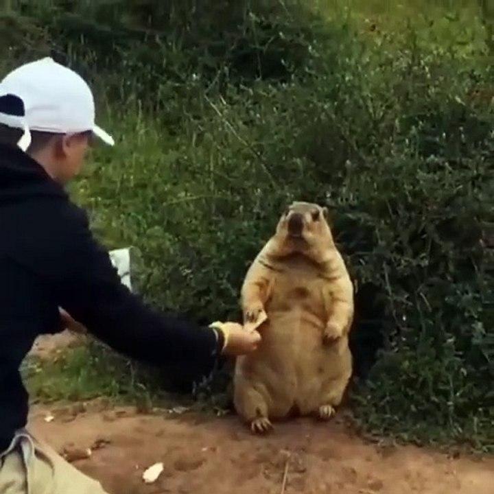 🐾 Welcome to the purr-fect world of Cats! 🌟 In this video, we embark on a