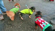 The annual Christmas Sausage dog walk in Shrewsbury.