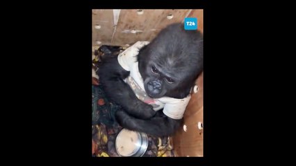 Tarım Bakanlığı bebek goril paylaşımı: Ufaklığın durumu şu an iyi