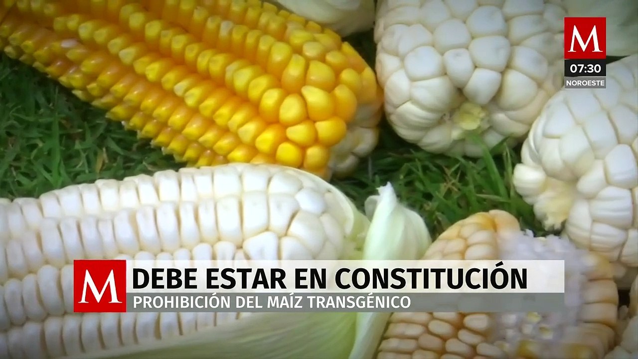 Sin Maíz No Hay País' recomienda colocar la prohibición del maíz transgénico en la Constitución
