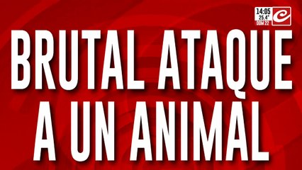 Crueldad animal: un hombre mató a su perro a masazos