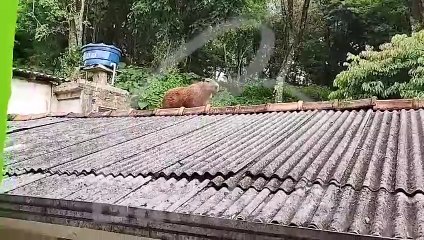 'Símbolo de Curitiba' visita família em Alm. Tamandaré: 'Difícil acreditar', diz morador (part. 1)