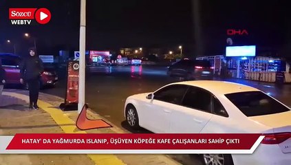 Yağmurda ıslanıp, üşüyen köpeğe kafe çalışanları sahip çıktı