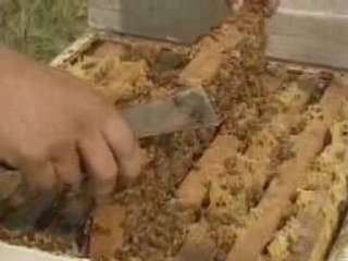 Miel - comment c'est fait ?