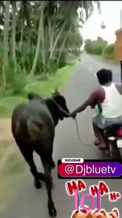 Video de humor, risas y diversión