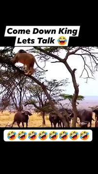 Video de humor, risas y diversión