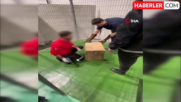 İstanbul Havalimanı'nda Nesli Tükenmekte Olan Goril Yavrusu Yakalandı