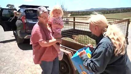 The six-year process to grow the perfect real Christmas tree