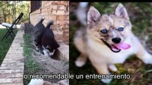 Qué es un perro Pomsky