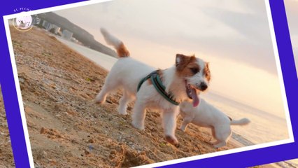 Cómo saber si mi perro murió en paz