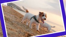 Cómo saber si mi perro murió en paz
