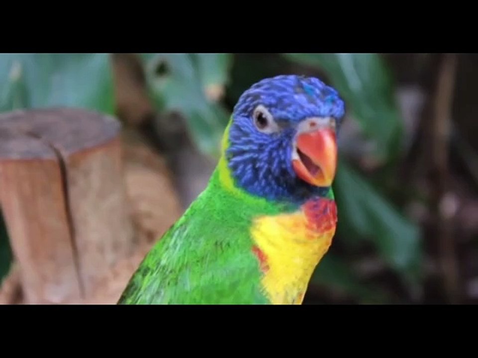 CUTE LITTLE ANIMALS