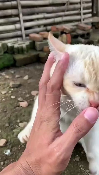 don't make me angry human