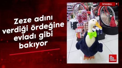 İstanbul'da Zeze adını verdiği ördeğine evladı gibi bakıyor