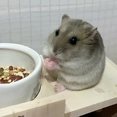 🐾 Get ready to enter the enchanting world of our feline friends in this ir