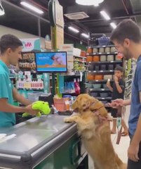 Las ganas de un Golden Retriever por jugar con su nuevo regalo mientras su dueño lo paja en el supermercado