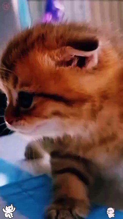 Adventurous Kitty: First Climbing Attempt!