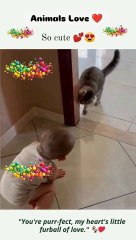 "Cats choose us; we don’t own them."