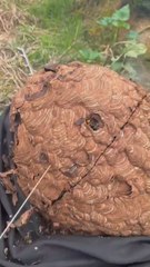 Un apicultor muestra el interior de un pana de abejas y deja a todos boquiabiertos