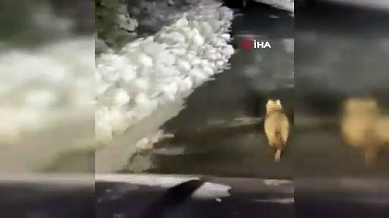 Çakal sürüsü Trabzonlu ile yolda karşılaşırsa...