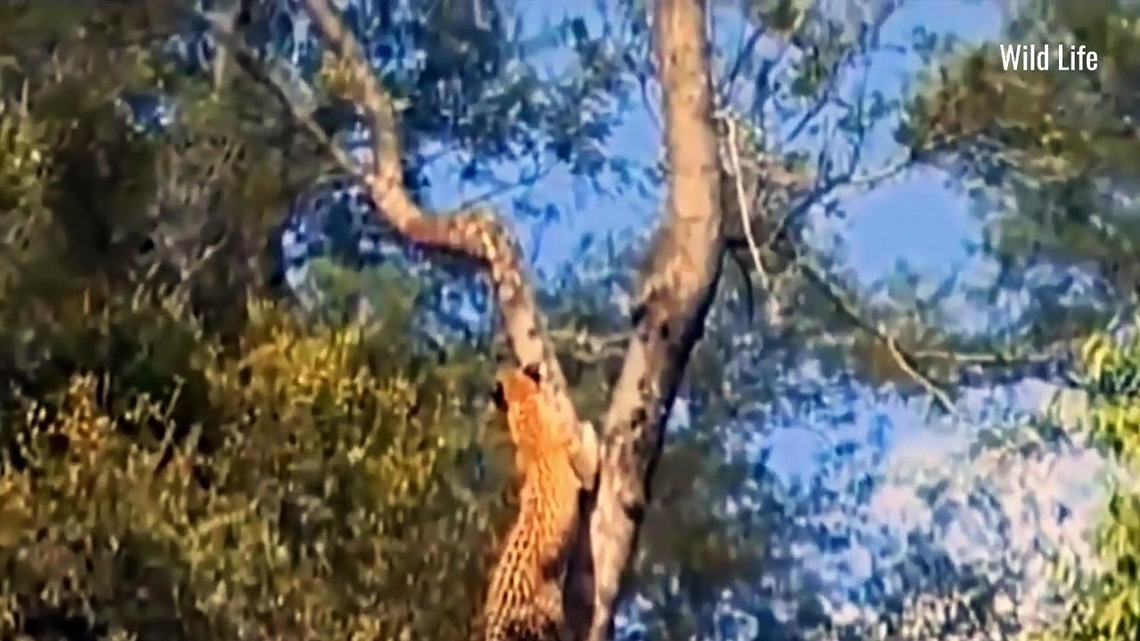 Amazing WILD Animal Fights Caught on Camera!!